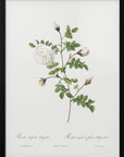 Plakat - Silver Flowered Hispid Rose, Les Roses (1817–1824) - Admen.dk