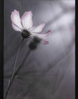 Plakat - Cosmos - Admen.dk