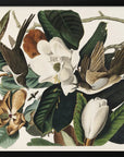 Plakat - Black Billed Cuckoo From Birds of America (1827) - Admen.dk