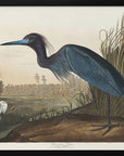 Plakat - Blue Crane or Heron From Birds of America (1827) - Admen.dk