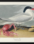Plakat - Cayenne Tern From Birds of America (1827) - Admen.dk
