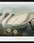 Plakat - Common American Swan From Birds of America (1827) - Admen.dk