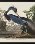 Plakat - Louisiana Heron From Birds of America (1827) - Admen.dk