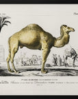 Plakat - Camel (camelus) - Admen.dk