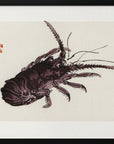 Plakat - Crayfish - Admen.dk