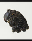 Plakat - Cockatoo - Admen.dk