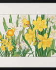 Plakat - Daffodil - Admen.dk