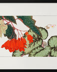 Plakat - Cracklin Rosie Begonia Flower - Admen.dk