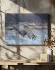 Canvas - A Sandy Hill Crane in Flight - Admen.dk