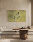 Plakat - Bluethroats