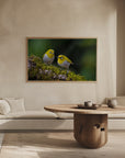 Plakat - Indian white-eye