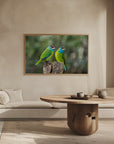 Plakat - Blue-throated barbet