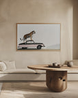 Poster - Tiger on a car roof