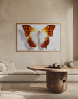 Poster - Butterfly - 4