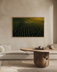 Plakat - Corn Fields 02 - Admen.dk