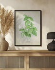 Plakat - Basil vintage