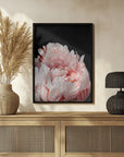 Plakat - Blush peony VIII