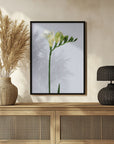 Poster - White freesia