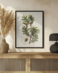 Plakat - Botany Quercus Pyrenaica