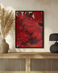 Plakat - Red Gerbera Daisy Detail