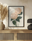 Poster - Coral hydrangeas in a vase
