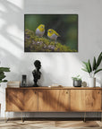 Plakat - Indian white-eye