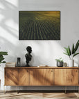 Plakat - Corn Fields 02 - Admen.dk