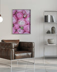 Plakat - Pink ranunculus