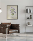 Plakat - Oregano vintage