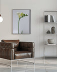 Poster - White freesia