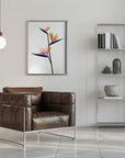 Poster - Bird of paradise in black