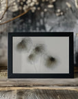 Plakat - Clematis