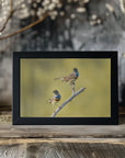 Plakat - Bluethroats