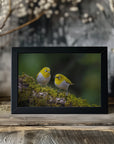 Plakat - Indian white-eye