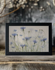 Plakat - Cornflowers