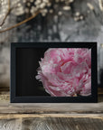 Poster - Pink peony IV