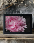 Poster - Pink peony VI