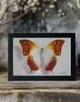 Poster - Butterfly - 4