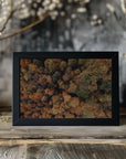 Plakat - Autumn Forest 07
