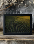 Plakat - Corn Fields 02 - Admen.dk