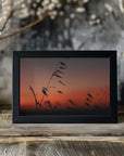 Plakat - Sunset grass filelds 03 - Admen.dk