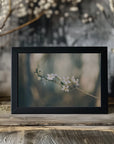 Plakat - White Flowers 05 - Admen.dk