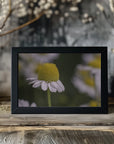 Plakat - Summer Flowers 7