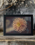 Plakat - Summer Flowers 79