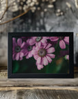 Plakat - Summer Flowers 99