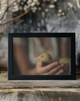 Plakat - Save the Duck