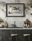 Plakat - Camel (camelus) - Admen.dk
