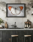 Plakat - Butterfly - 3
