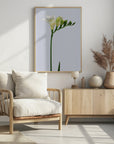 Poster - White freesia