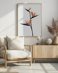 Poster - Bird of paradise in black